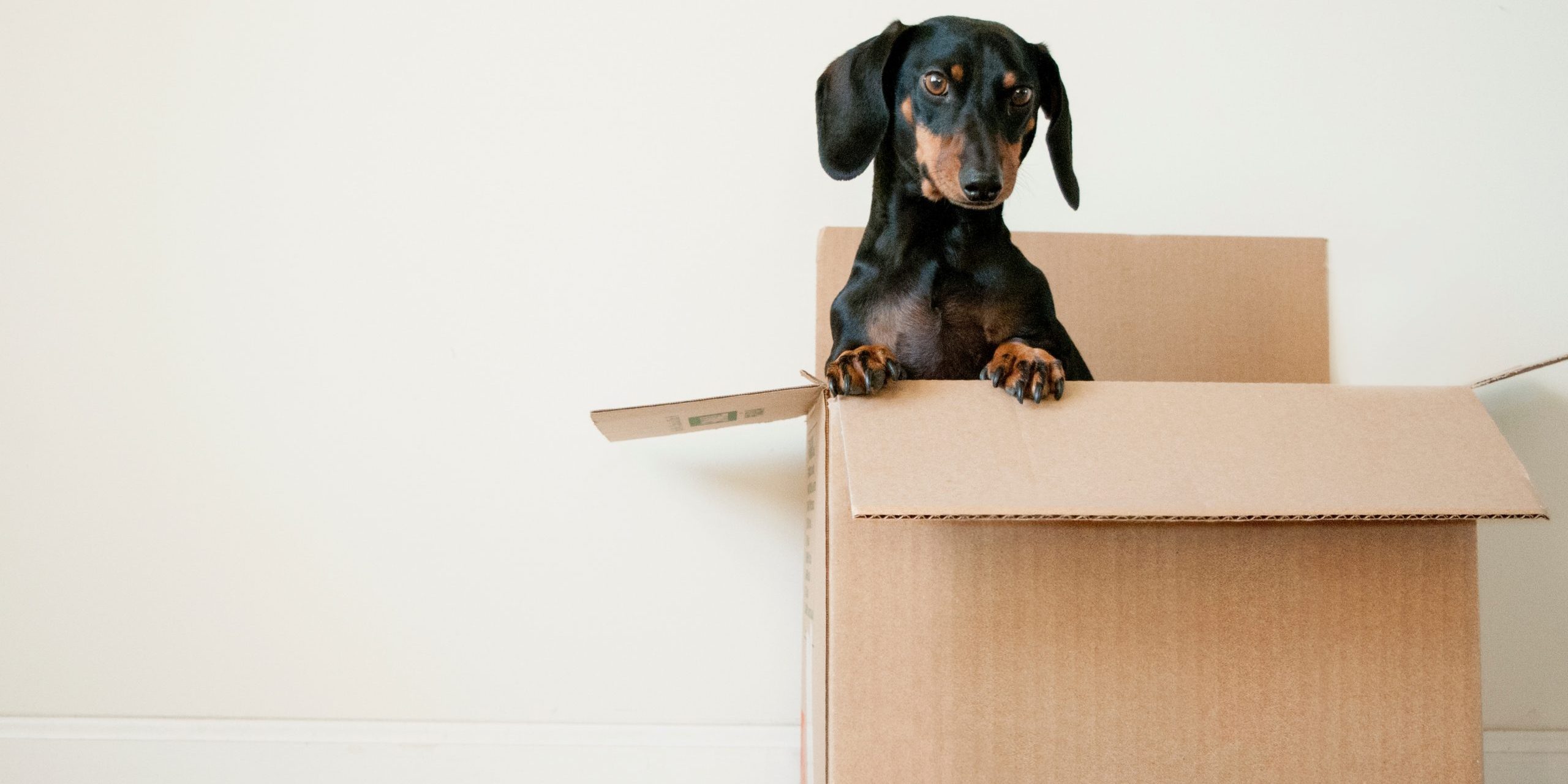 pet in box moving house