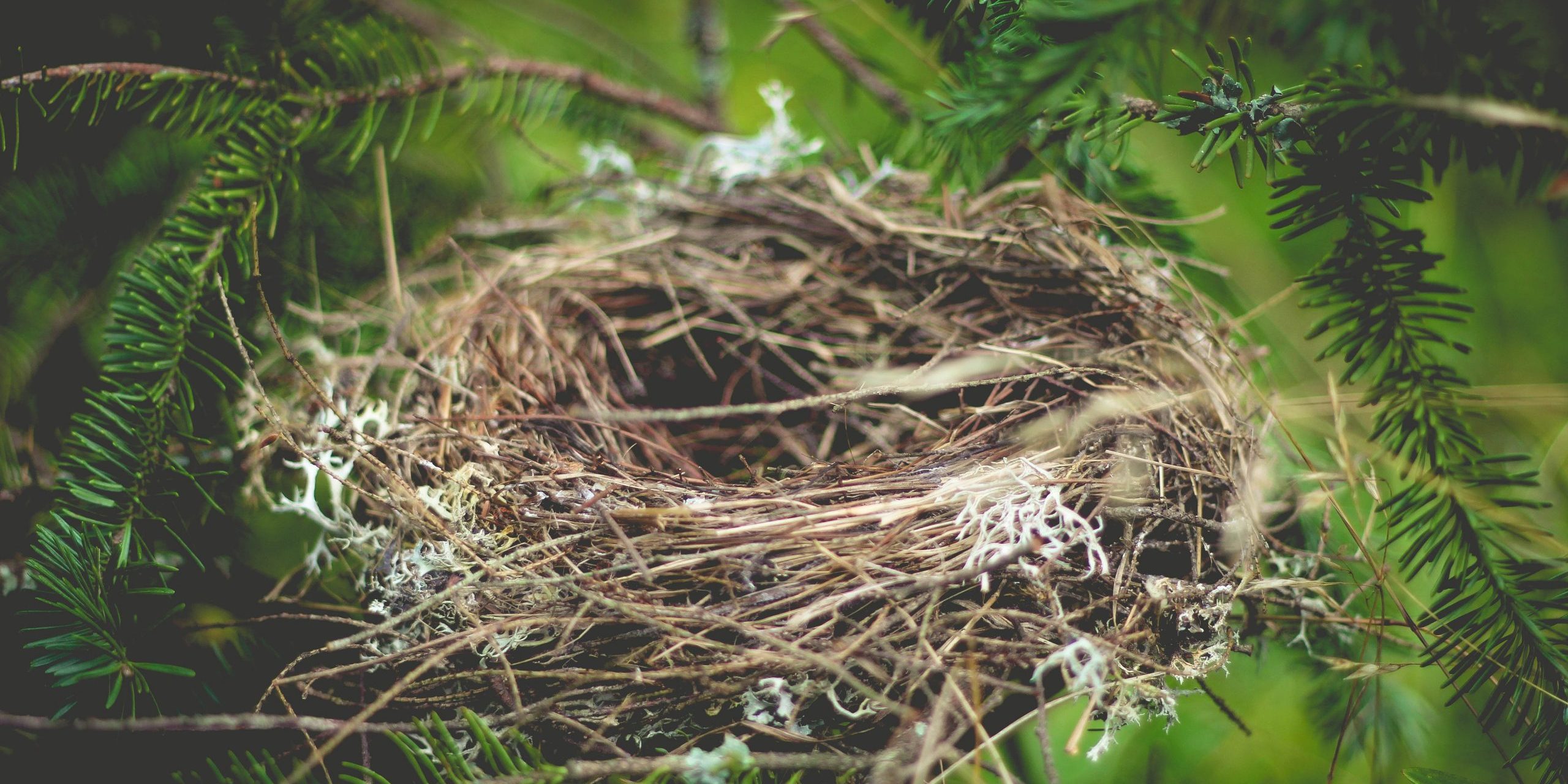 empty nest