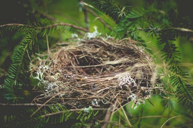 empty nest